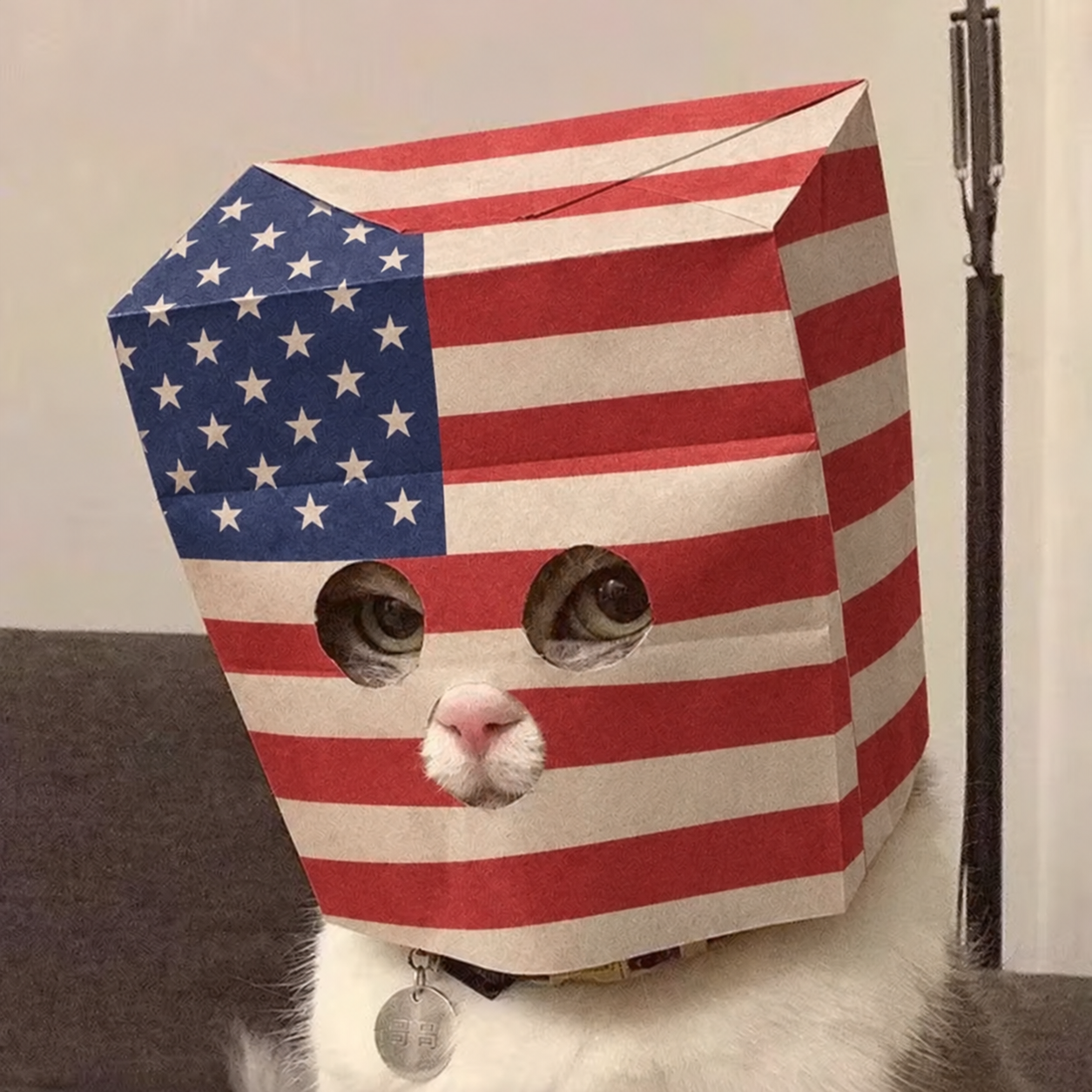 White cat wearing a paper bag in American flag colors